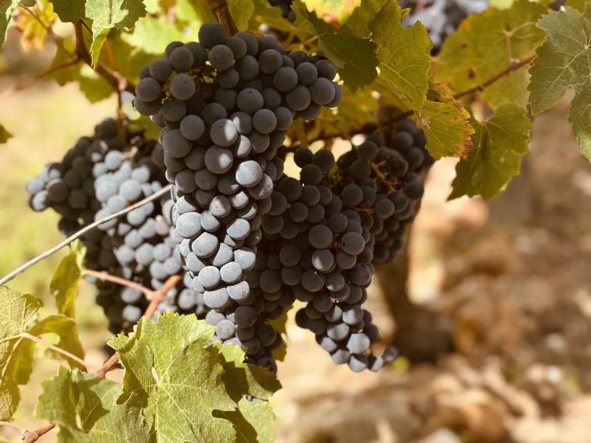 Terroir